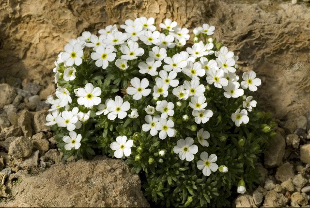 Class 16 - Alpine Garden Society Online Show, 2012 - Alpine Garden Society