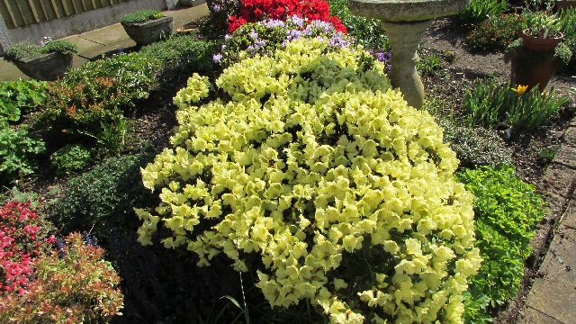 thuja 1 5m Buy Thuja Green Giant Arborvitae