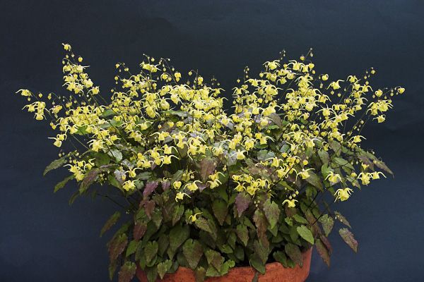 Epimedium davidii