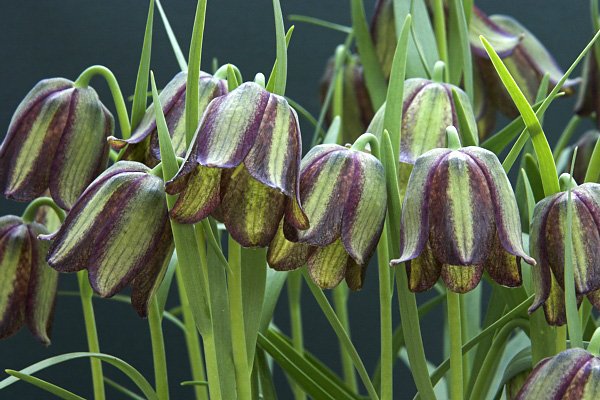 Fritillaria olivieri