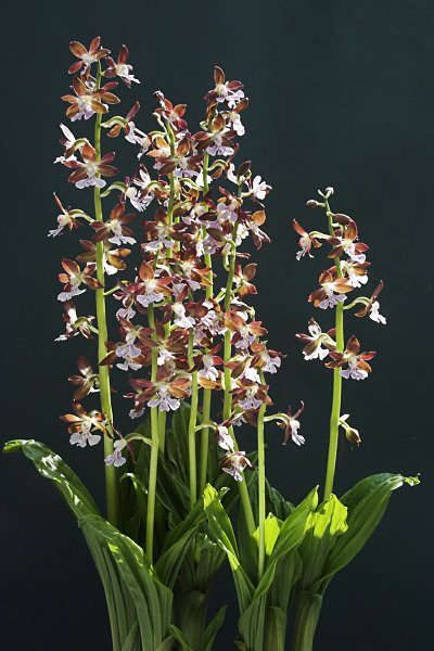 Calanthe discolor