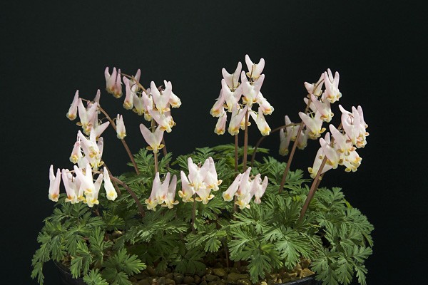 Dicentra cucullaria Carl Gehenio