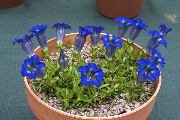 Gentiana acaulis, Froehenleiten