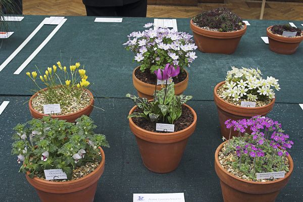 6-pan from seed, London 2008