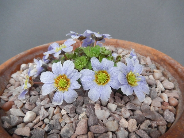 Callianthemum farreri