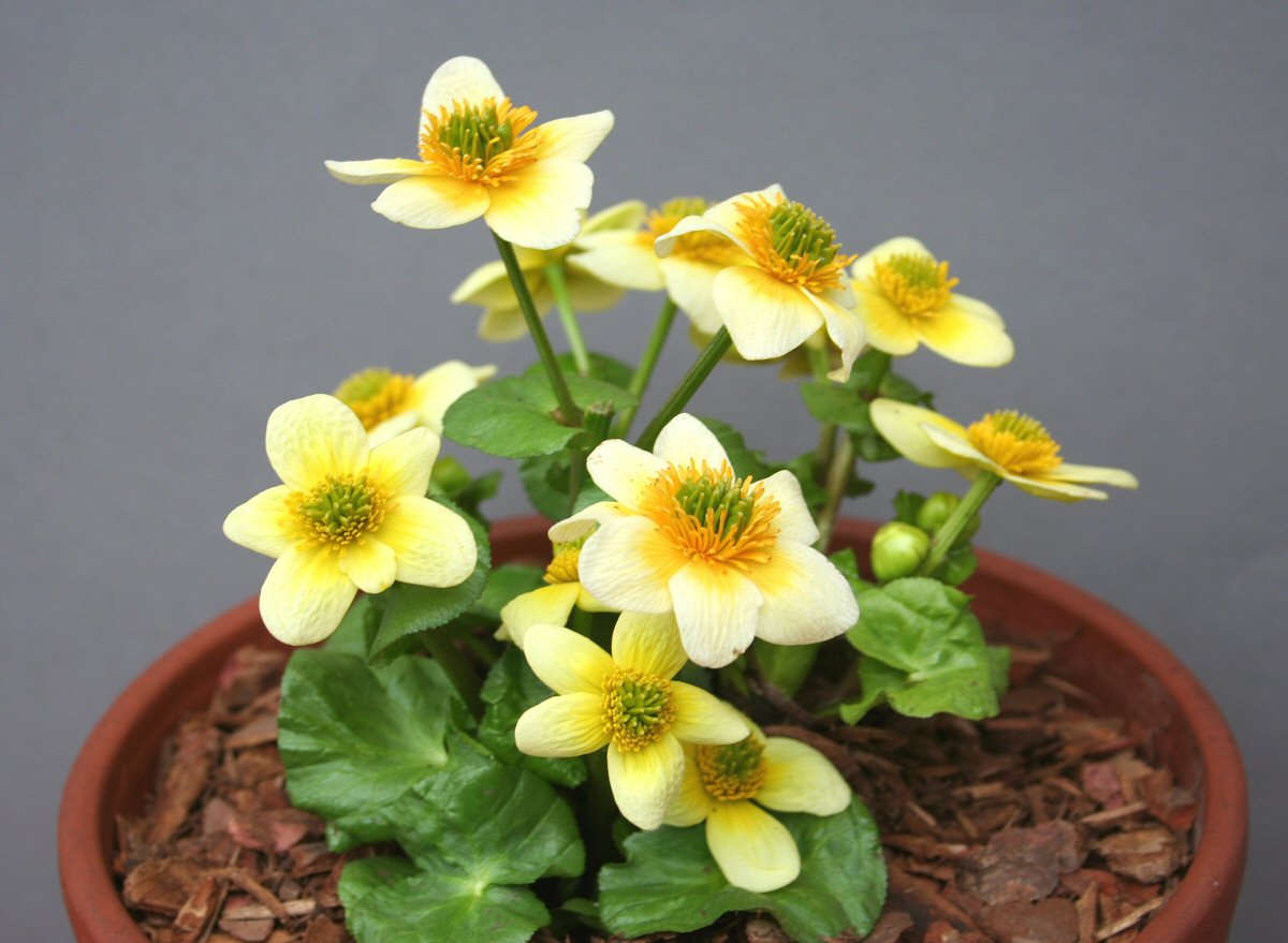 Caltha polypetala x leptosepala