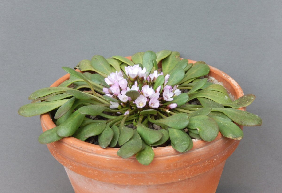 Claytonia megarrhiza var. nivalis