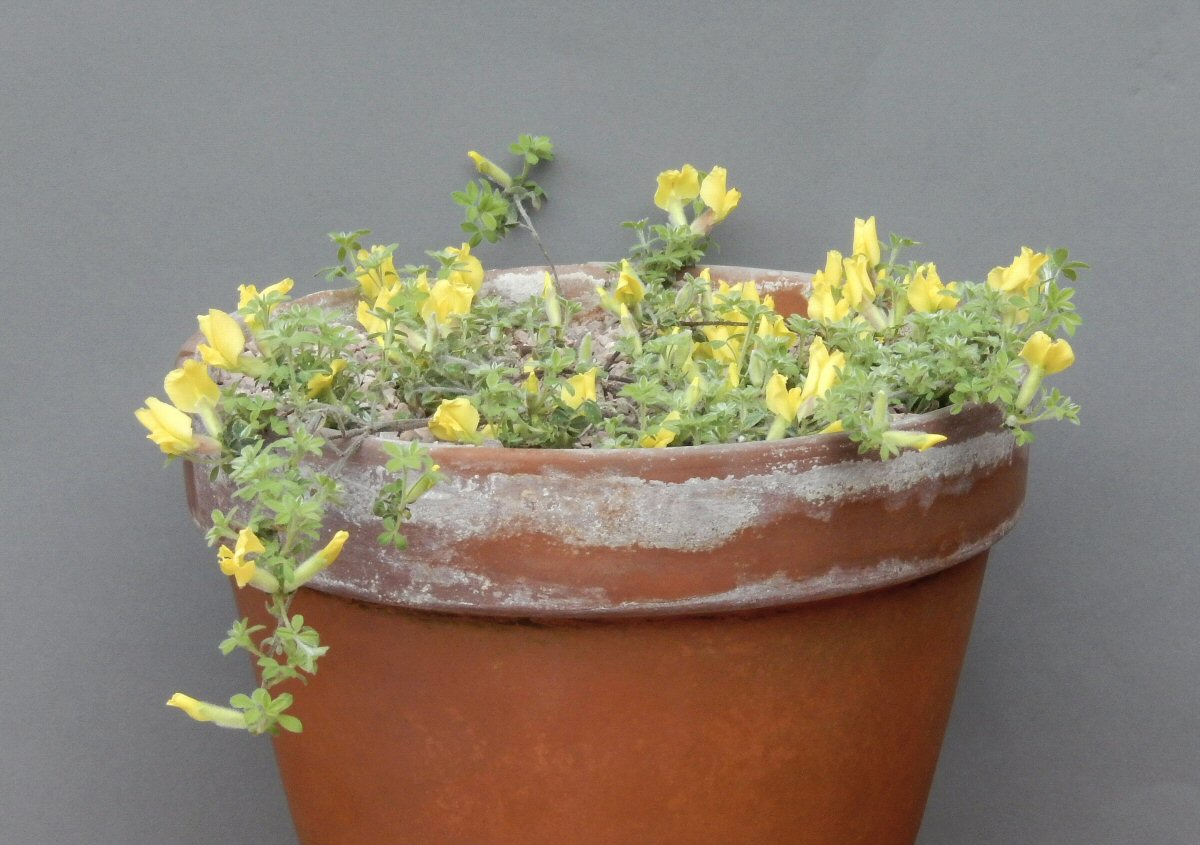 Hippocrepis (Coronilla) emurus