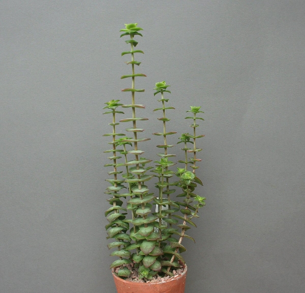 Crassula perforata