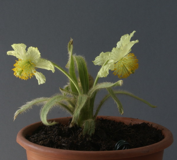 Meconopsis integrifolia subsp. souliei