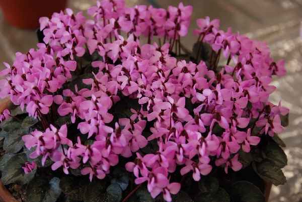 Cyclamen alpinum