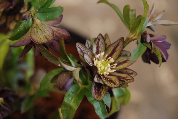 Helleborus torquatus Tinkerbell