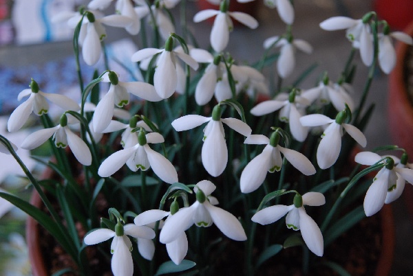 Galanthus x whittington