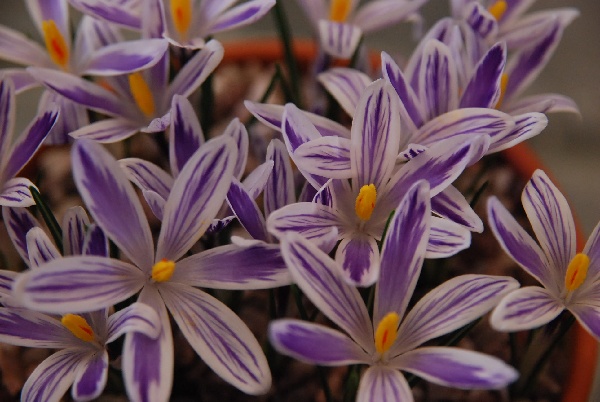 Crocus reticulatus