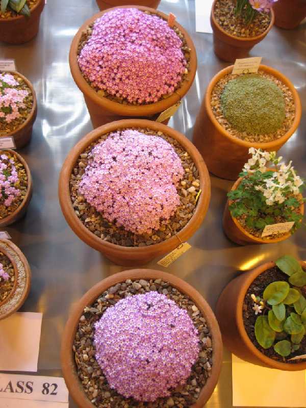 Dionysia bryoides - 3 clones