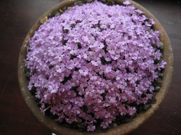 Dionysia microphylla GW/H1302