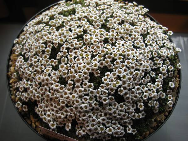 Saxifraga georgei