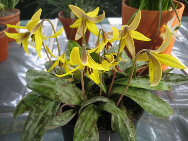 Erythronium americanum