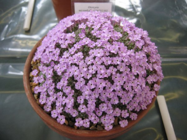 Dionysia microphylla GW/H1302