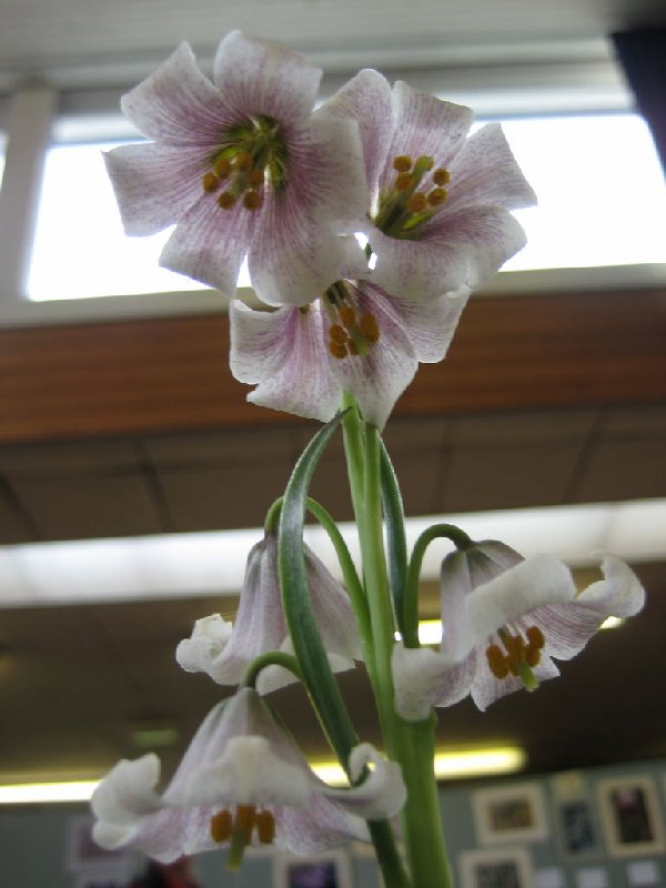 Fritillaria striata