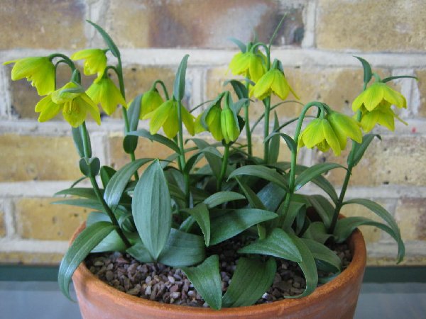 Fritillaria conica