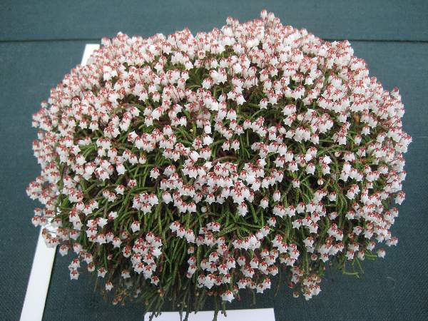 Cassiope lycopodioides Beatrice Lilley