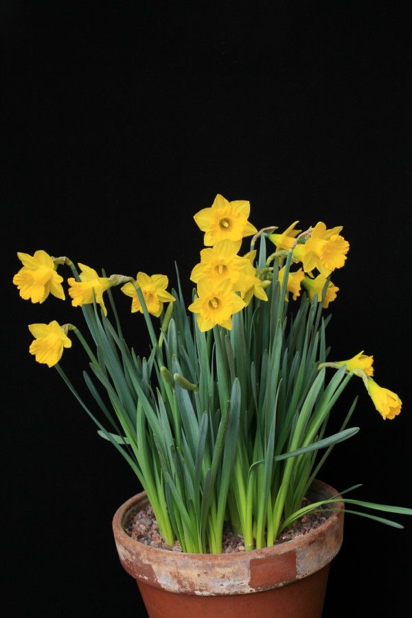 Narcissus obvalaris