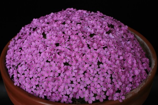 Dionysia hybrid 'Goteborg' freitagii x viscidula H