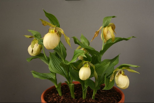 Cypripedium fasciolatum