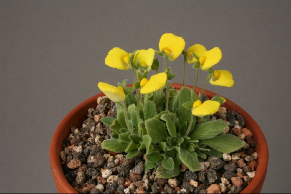 Calceolaria glacialis