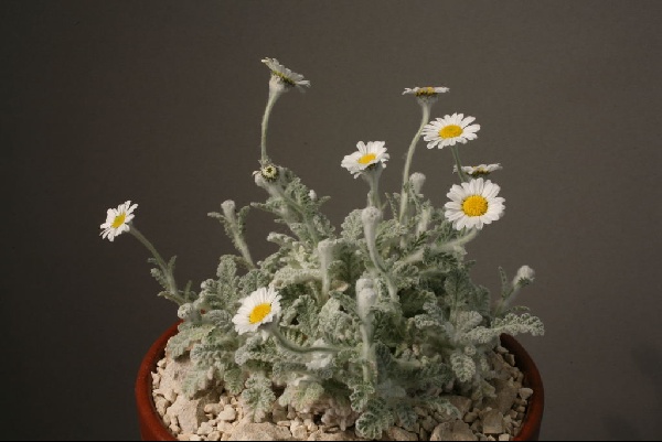 Pyrethrum (Tanacetum) leontopodium