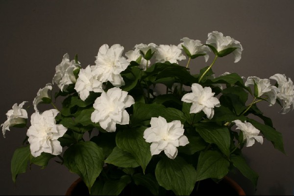 Trillium grandiflorum Flore Plena