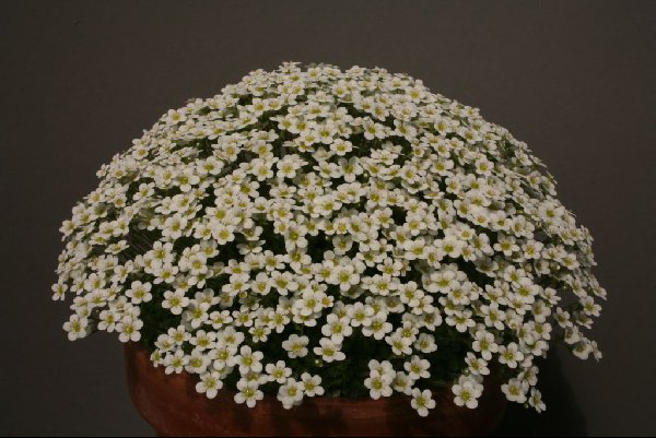 Saxifraga pubescens Snowcap