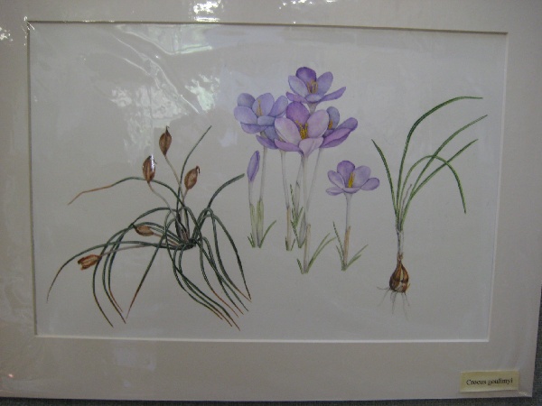 Crocus goulimyi (painting)