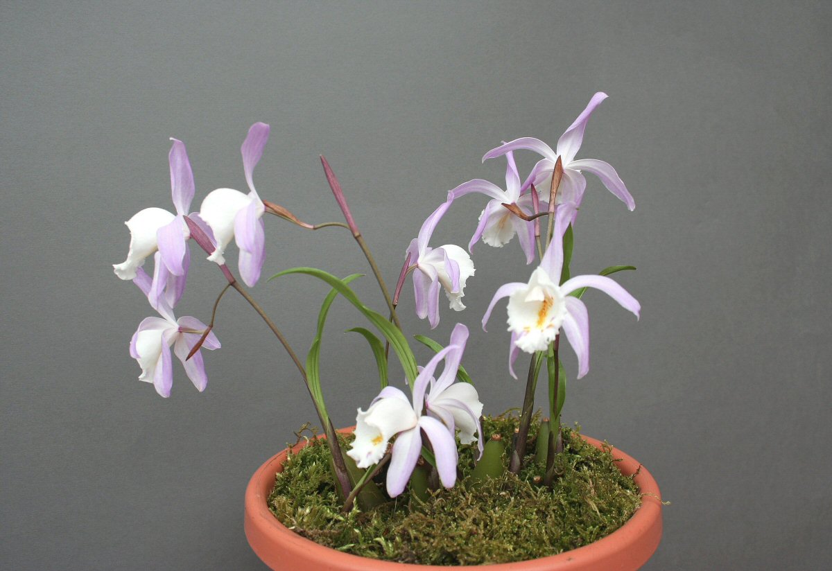 Pleione chunii