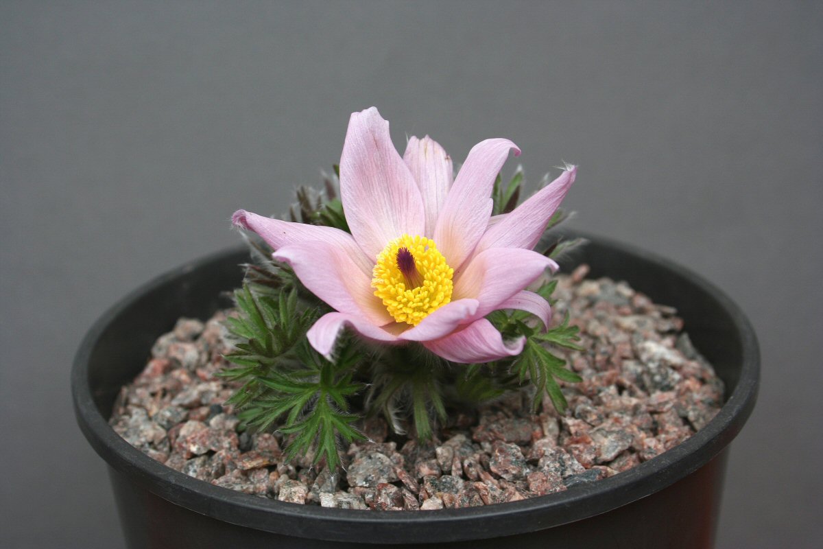 Pulsatilla halleri ssp. styriaca