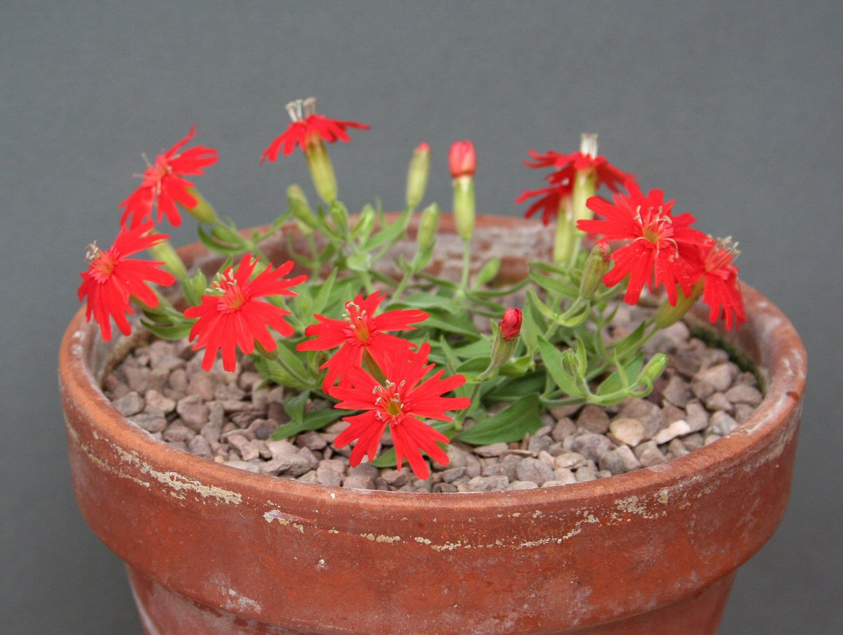 Silene californica