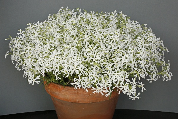 Phlox bifida 'Alba'