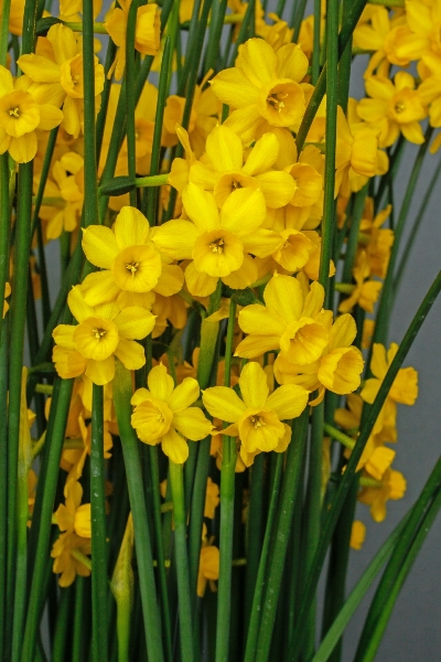 Narcissus willkommii