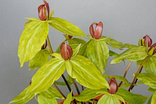 Trillium sessile