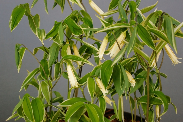 Uvularia caroliniana