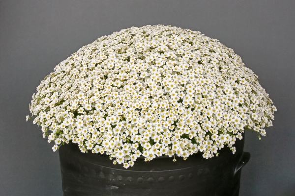 Sedum pubescens 'Snowcap'