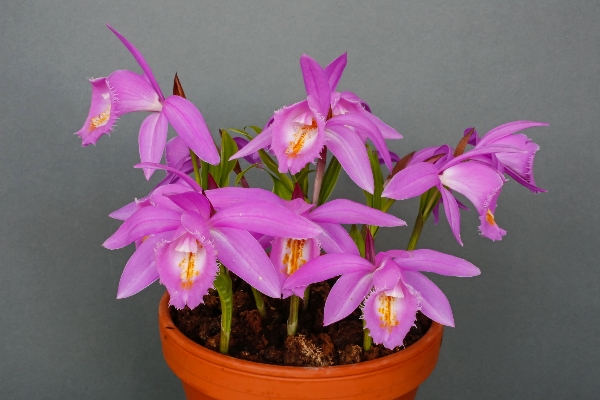 Pleione Ueli Wachernagel gx.