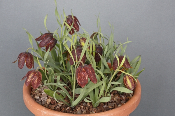 Fritillaria epirotica