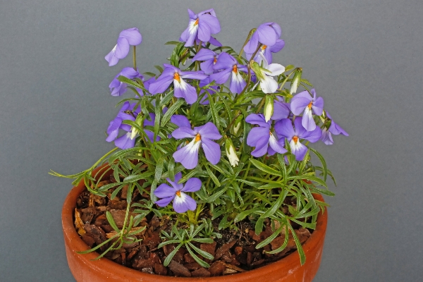 Viola pedata