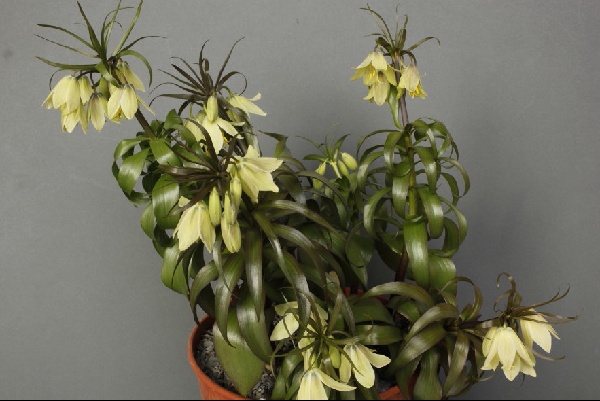 Fritillaria raddeana