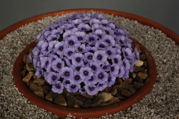 Dionysia hybrid 'Gnom' - 'Eric Watson' x afghanica