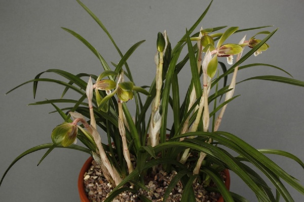 Cymbidium goeringii