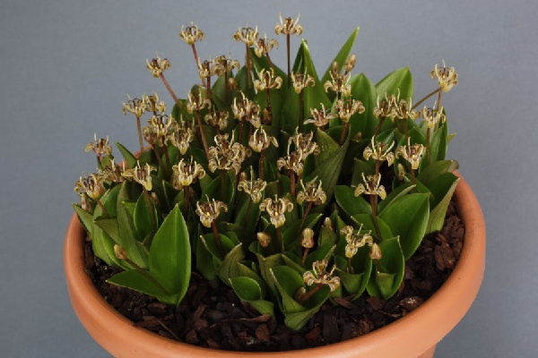 Scoliopus hallii