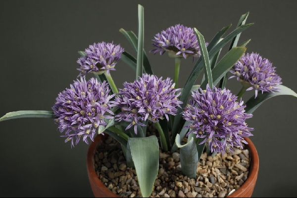 Allium shelkovnikovii